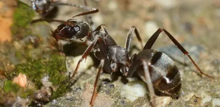 How Long Can Ants Survive Without Food