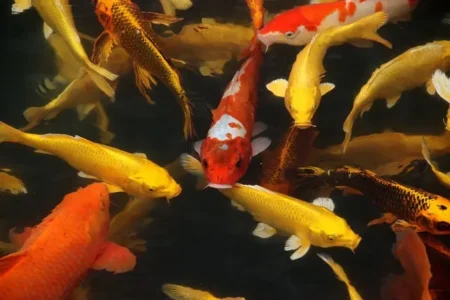 how long can koi fish live without food