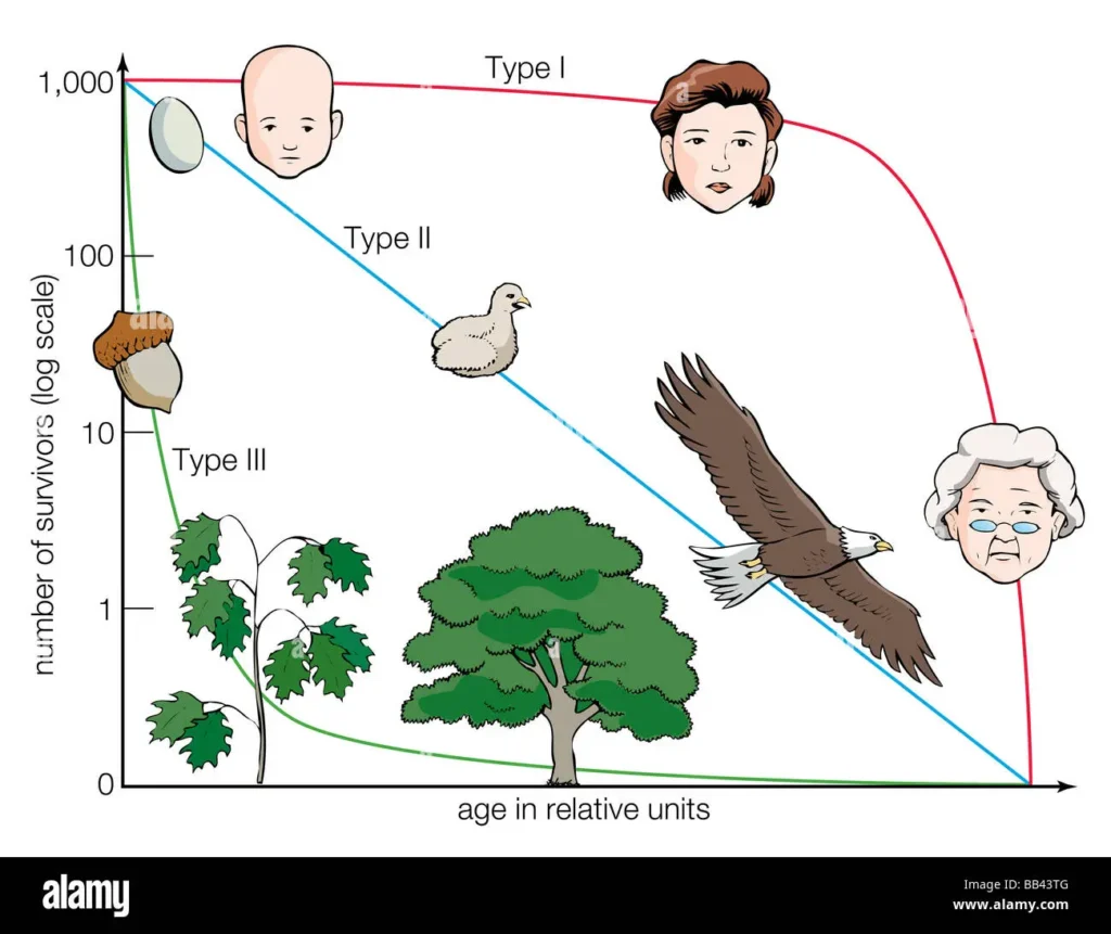 What Survivorship Curve Best Represents Humans?