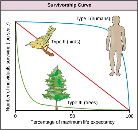 What Survivorship Curve Best Represents Humans?