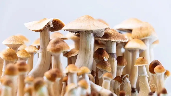 Does Shrooms Come Up On a Drug Test?