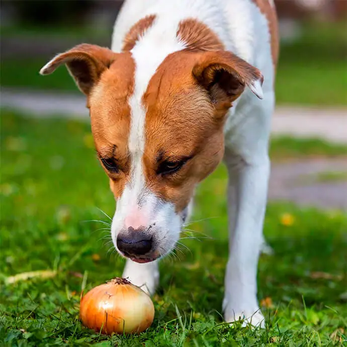 Will a Small Amount of Onion Hurt My Dog?