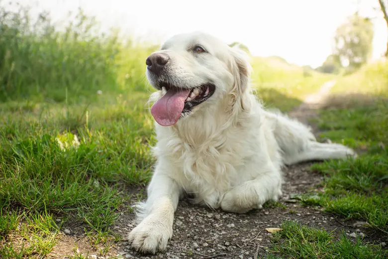 Why Is My Dog Panting While Resting?