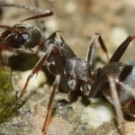 How Long Can Ants Survive Without Food