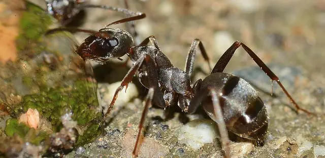 How Long Can Ants Survive Without Food