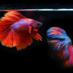 How Long Can a Betta Fish Survive Without Food